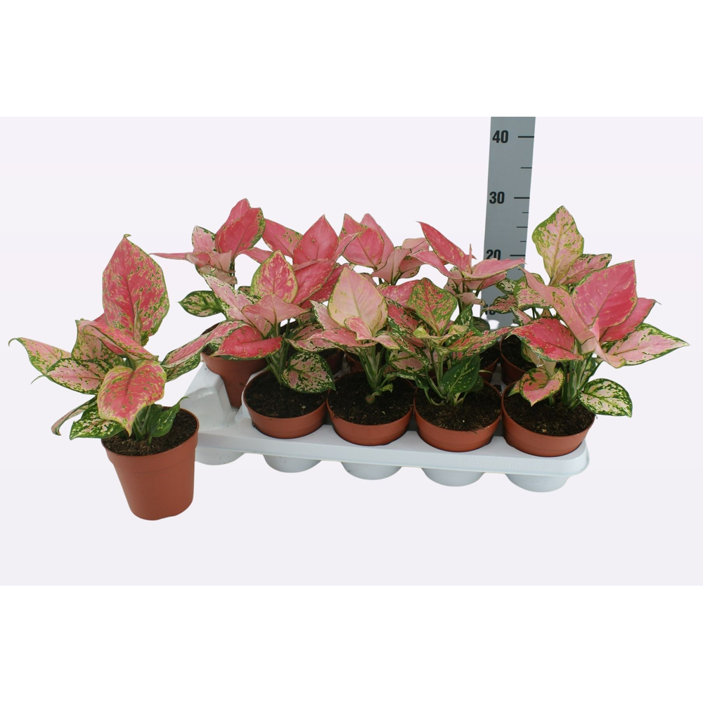 Aglaonema Cherry Baby P12 30cm.