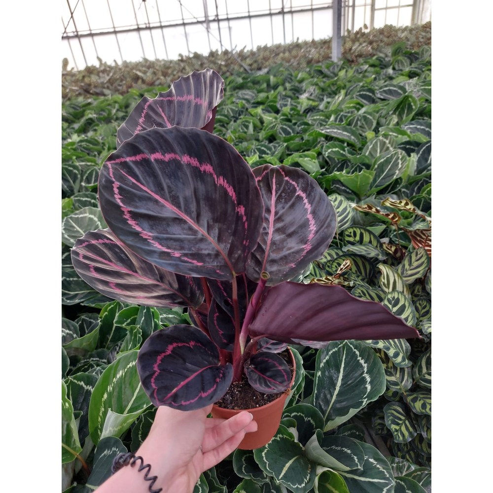 Calathea Dottie P12cm.