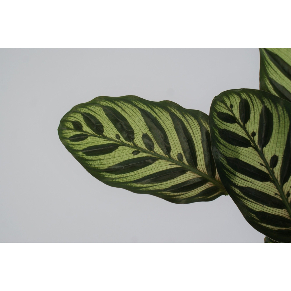 Calathea Makoyana P12.