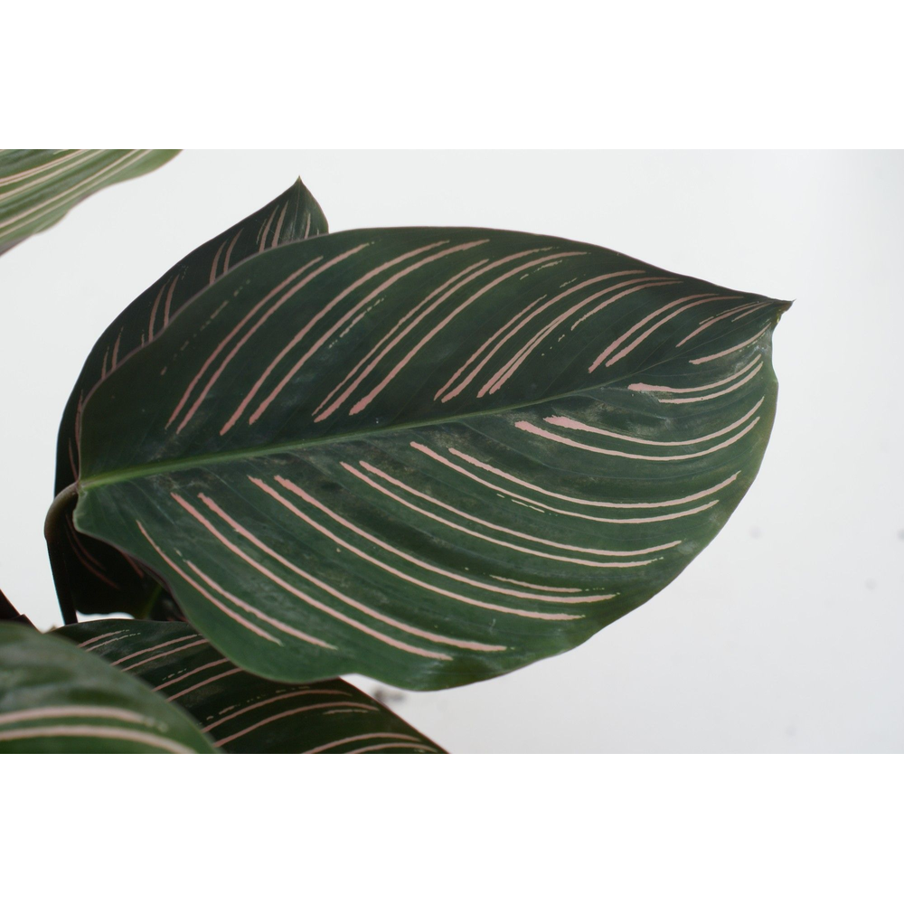 Calathea Ornata Sanderiana P12.