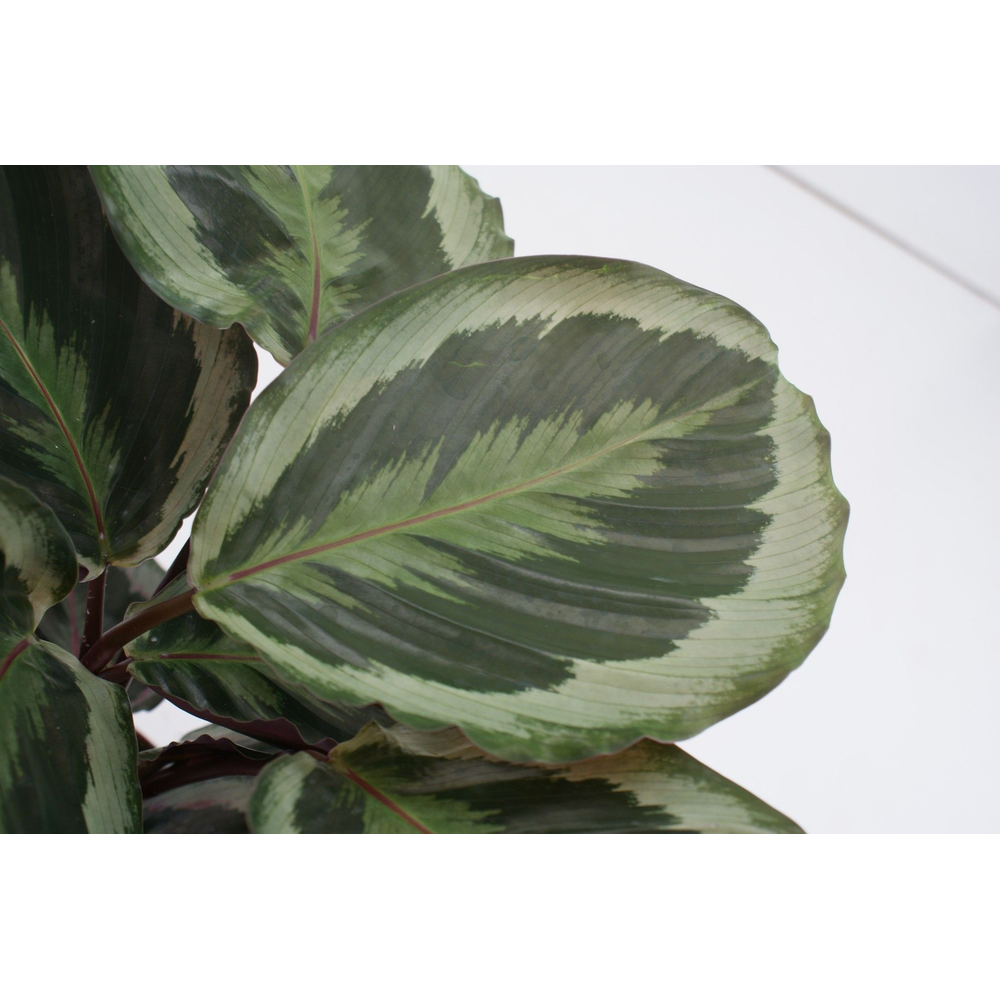 Calathea Marion P12.