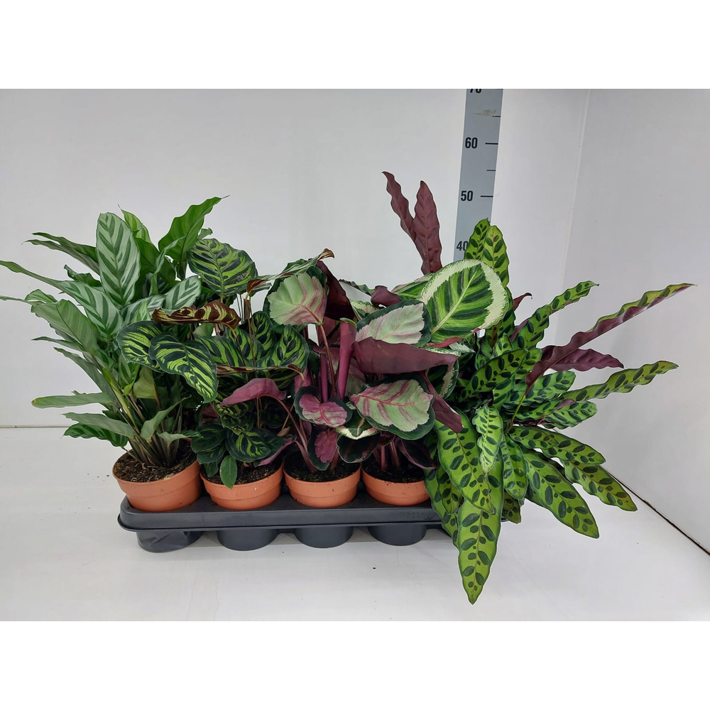 Calathea mix P12.
