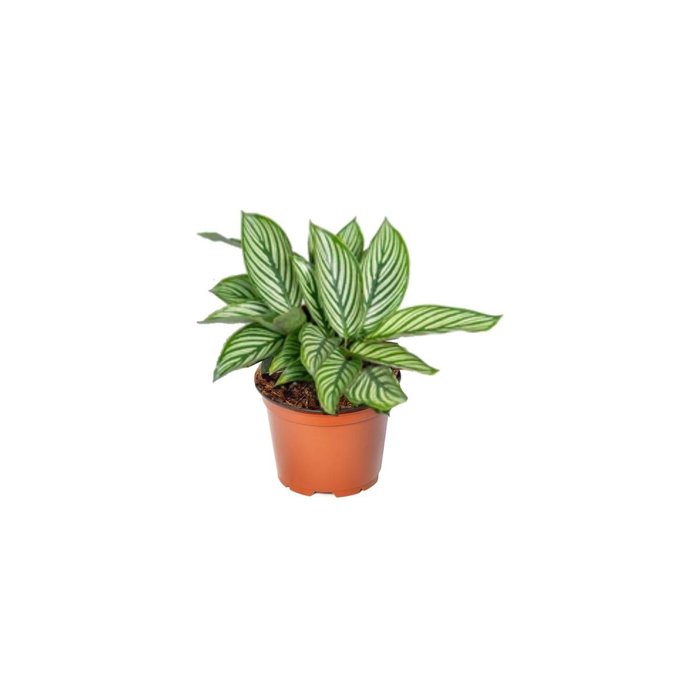 Calathea Vittata P12.