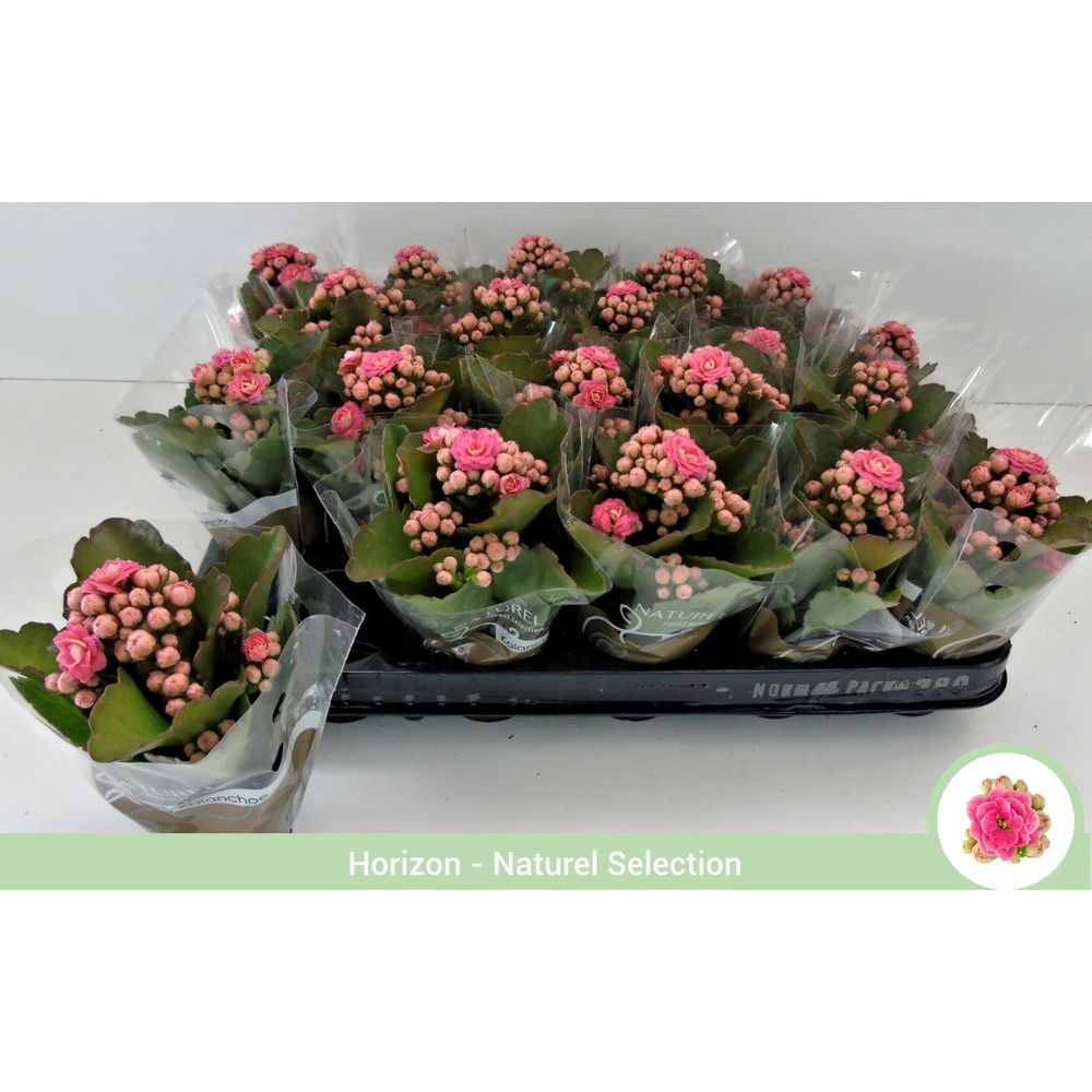 Kalanchoë dubbelbloemig ROZE (Queen Genetics) - ho.