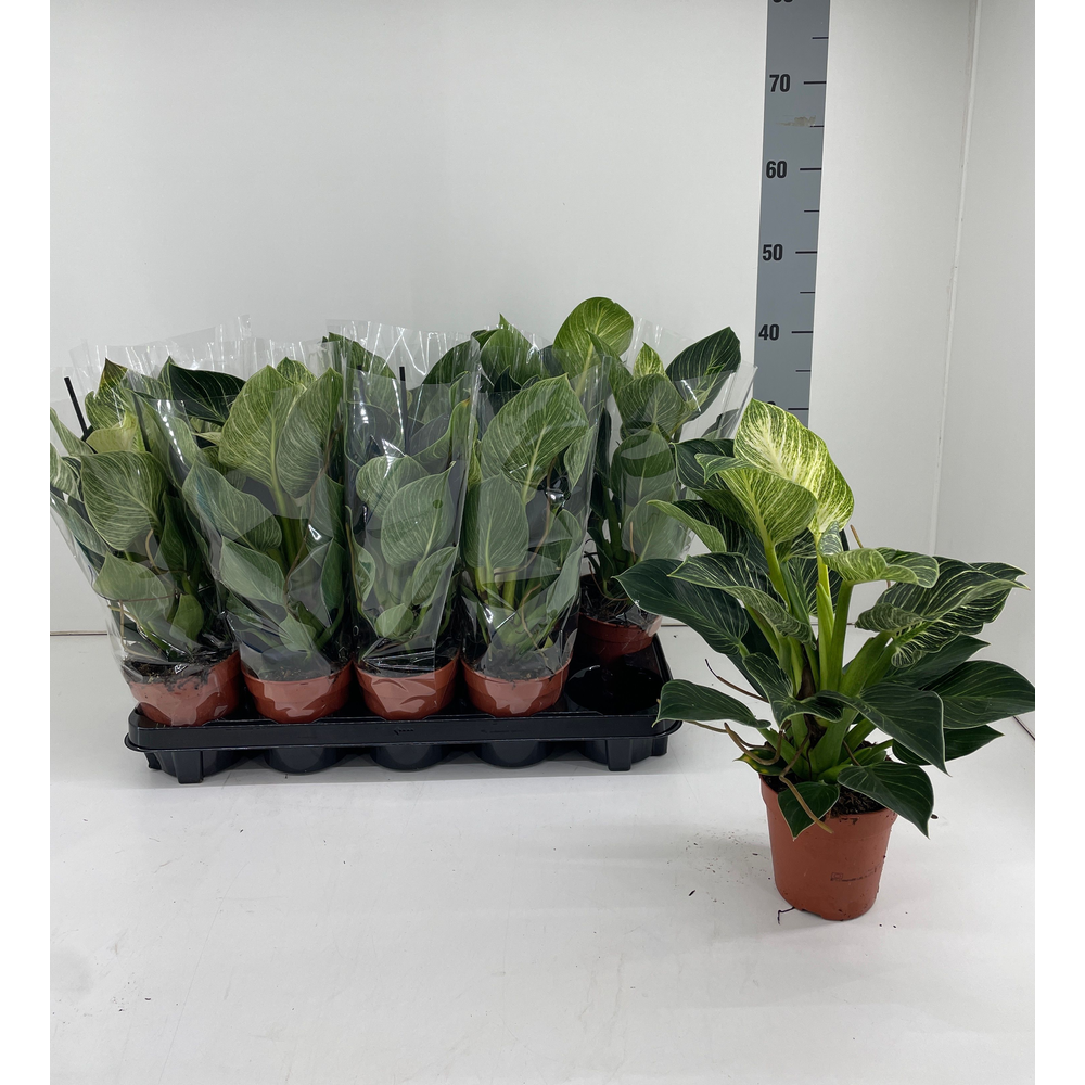 Philodendron 'Birkin'.
