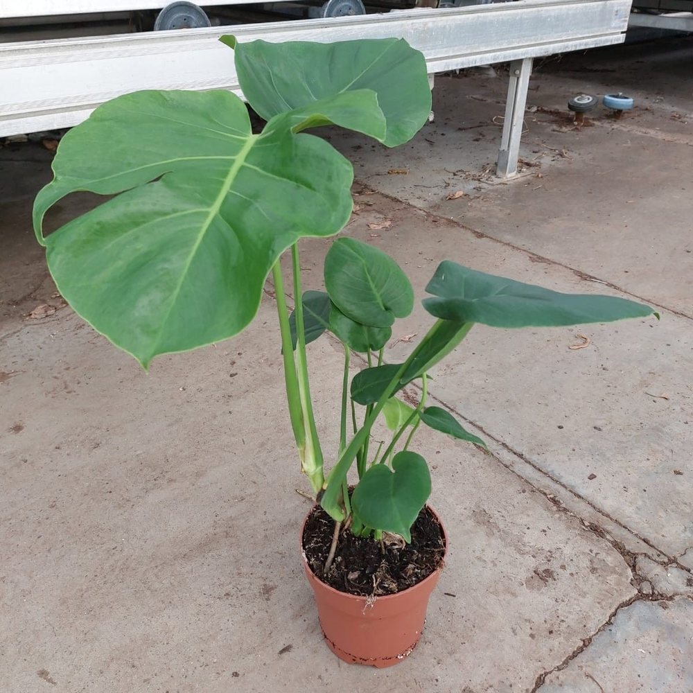 Monstera Deliciosa P17 cm.