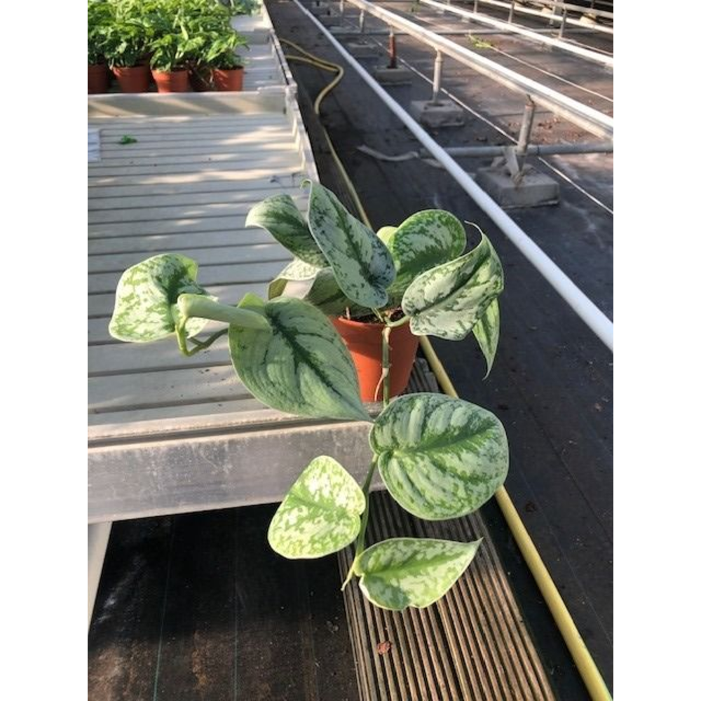 Scindapsus P12 cm.