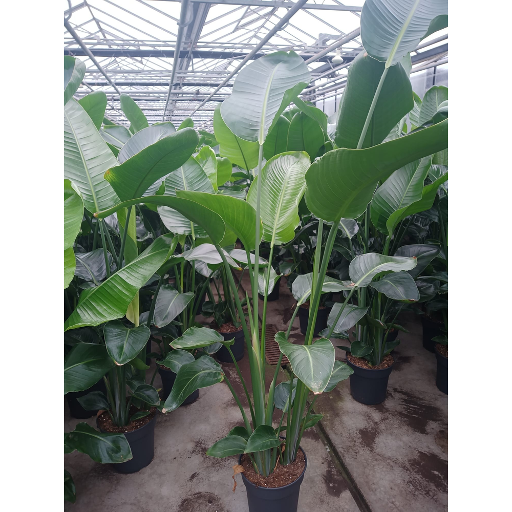 Strelitzia Nicolai P24.