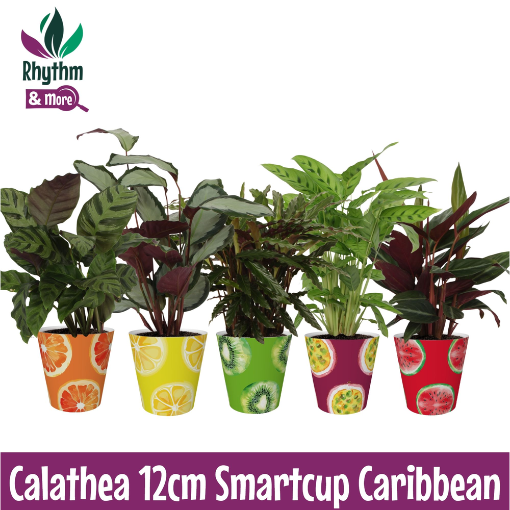 Calathea Mix in Carribean Smartcup Rhythm & More.