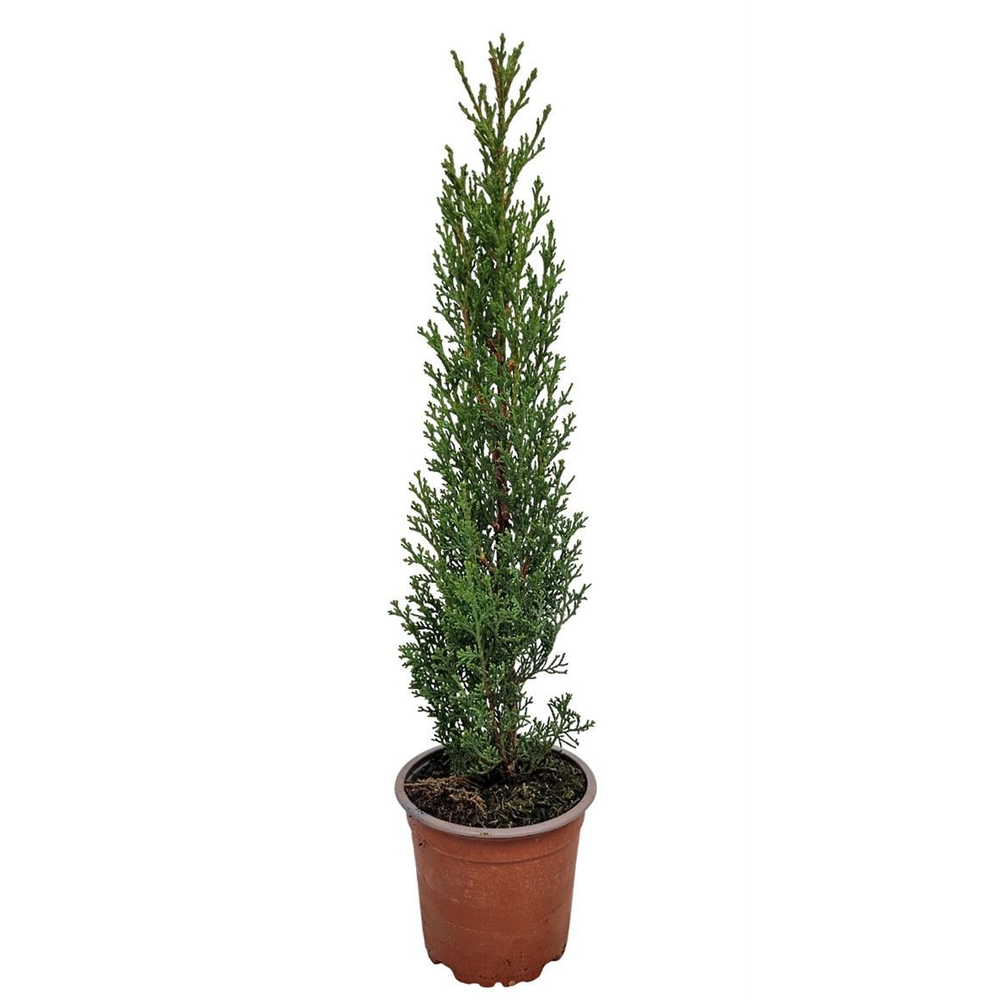 Cupressus Sempervirens Totem.