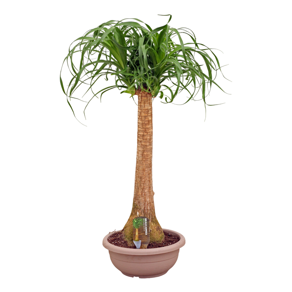 Beaucarnea recht compact 30 cm.