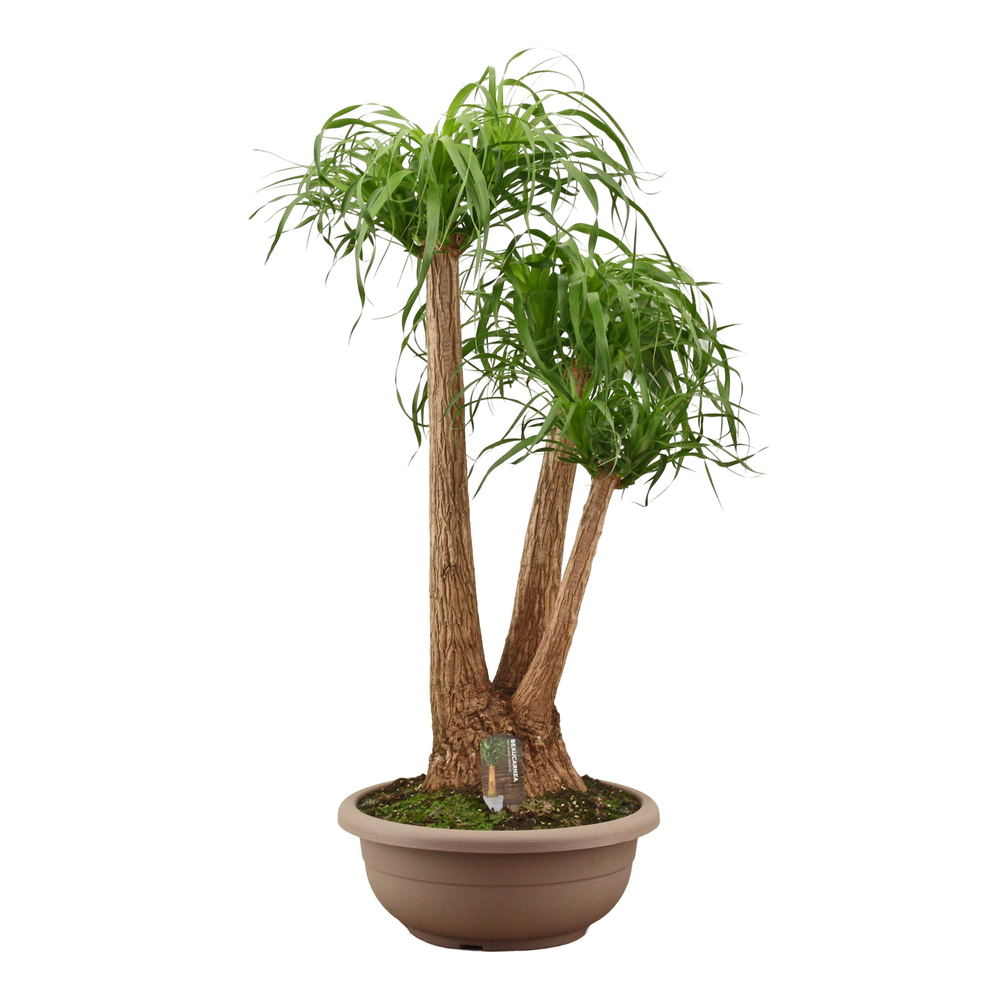 Beaucarnea vertakt compact in 45 cm schaal.