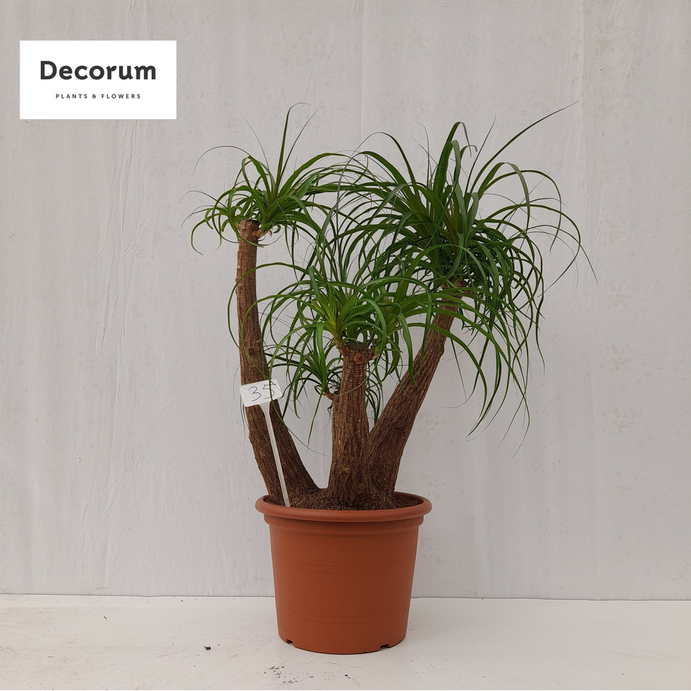 Beaucarnea vertakt op nummer 35.