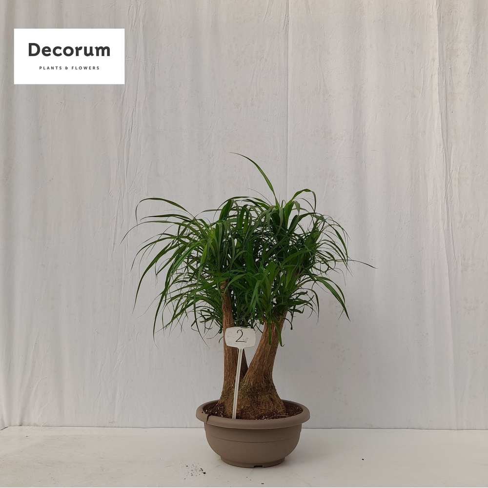 Beaucarnea vertakt op nummer 02.