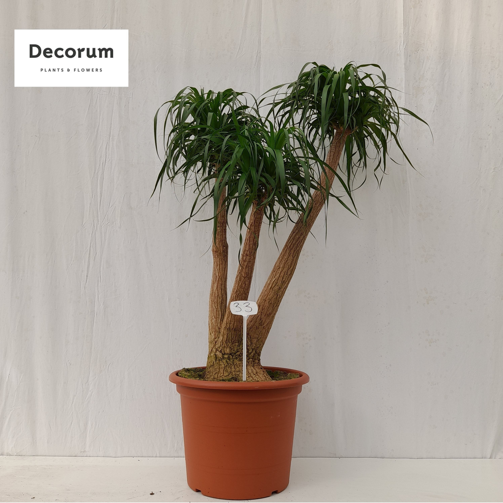 Beaucarnea vertakt op nummer 33.