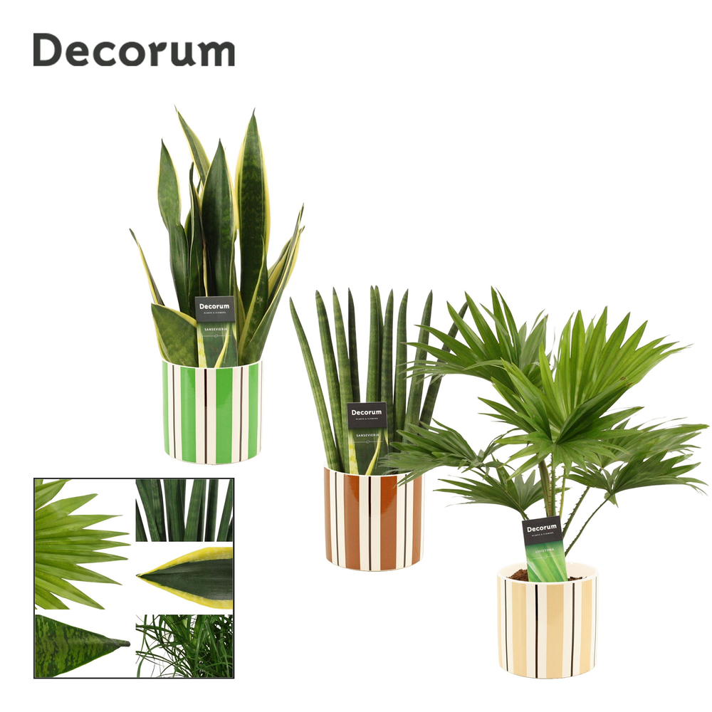 Groenmix 12 cm in Beau (Natural bubble-collection).