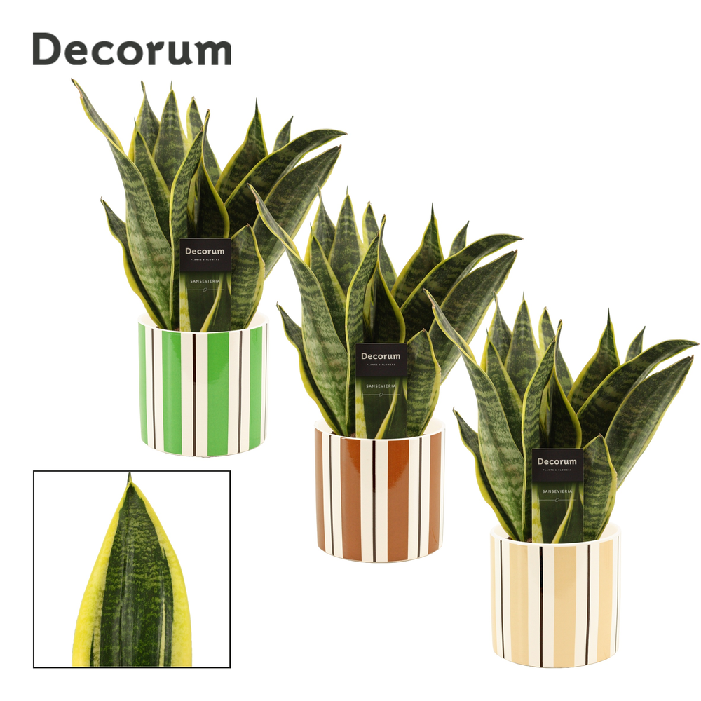 Sansevieria Superba 12 cm in Beau (Natural bubble-.