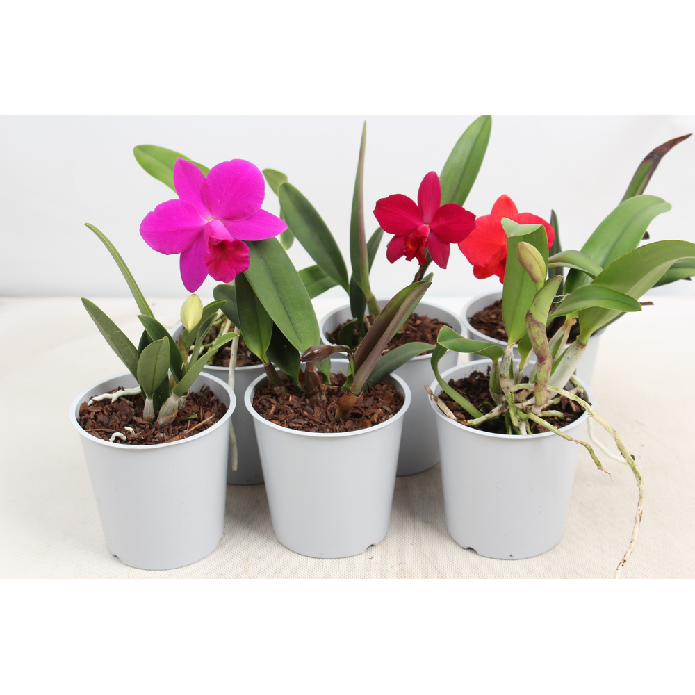 Cattleya kleinbloemig 1 knop.