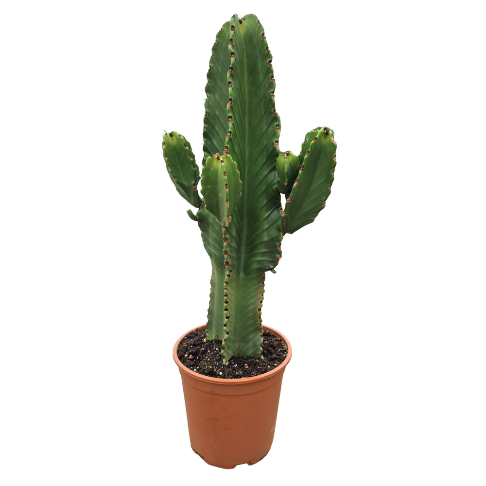 Euphorbia ingens in plastic pot 27 cm.