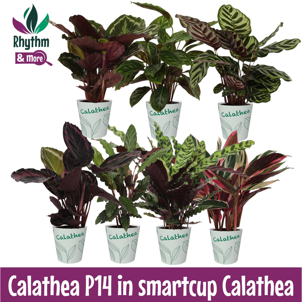 Calathea 14cm Gemengd in smartcup.