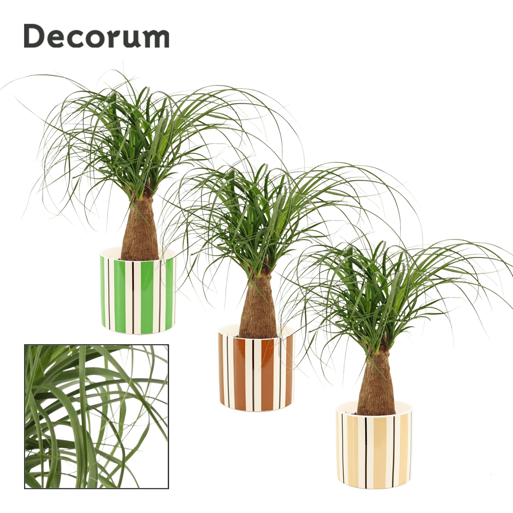 Beaucarnea recht 12 cm in Beau (Natural bubble-col.