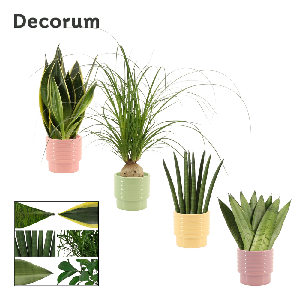 Groenmix 9 cm in Naemi (Tasty bubble-collection).