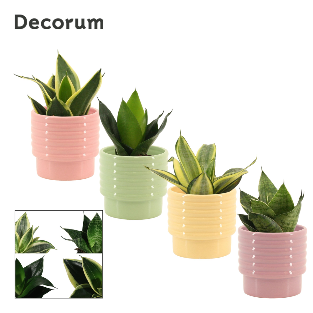 Sansevieria Hahnii 9 cm mix in Naemi (Tasty bubble.