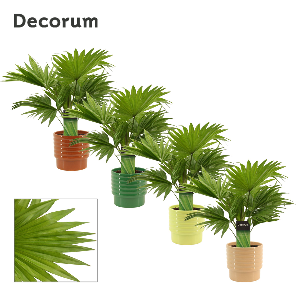 Livistona rotundifolia 12 cm in Naemi (Natural bub.