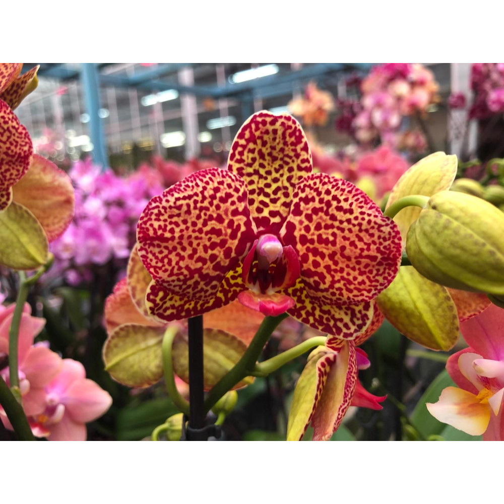 Phalaenopsis multiflora 1 tak Yellow leopard (Scen.