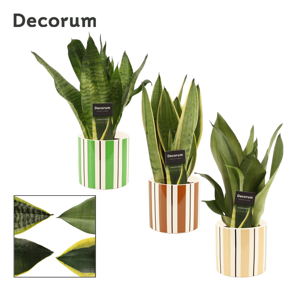 Sansevieria Super mix 12 cm in Beau (Natural bubbl.