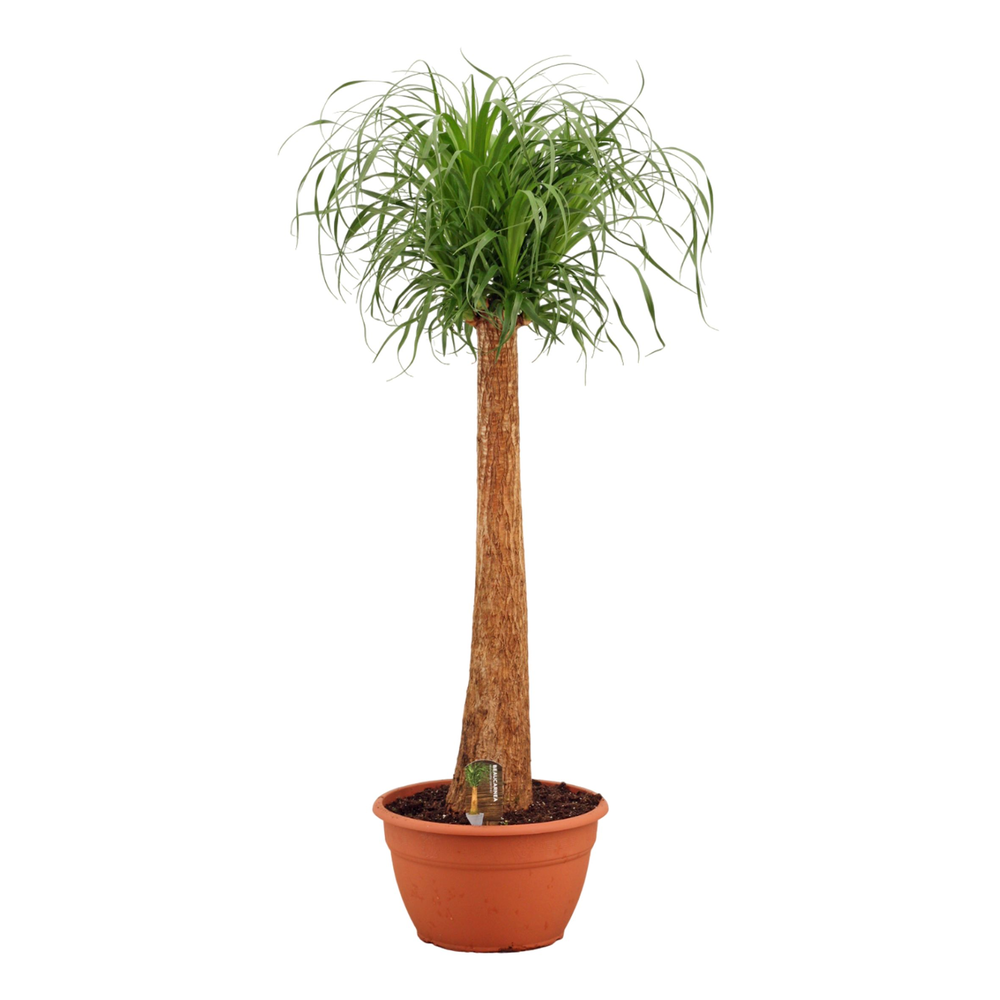 Beaucarnea recht 35 cm.