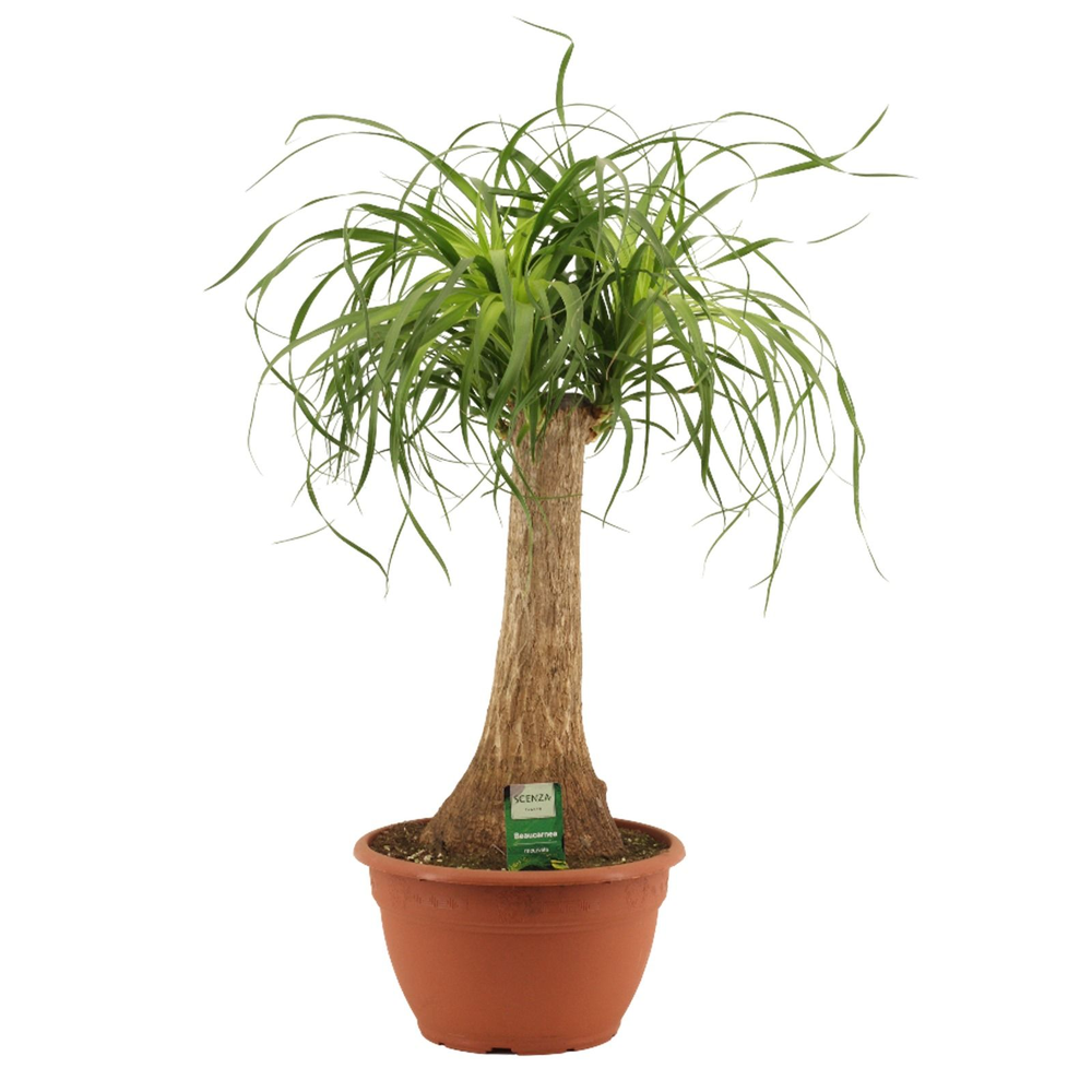 Beaucarnea recht 25 cm schaal.