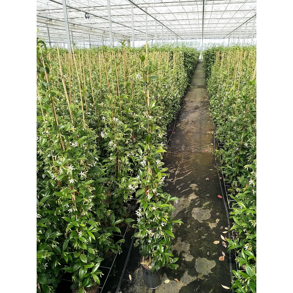 Trachelospermum jasminoides.