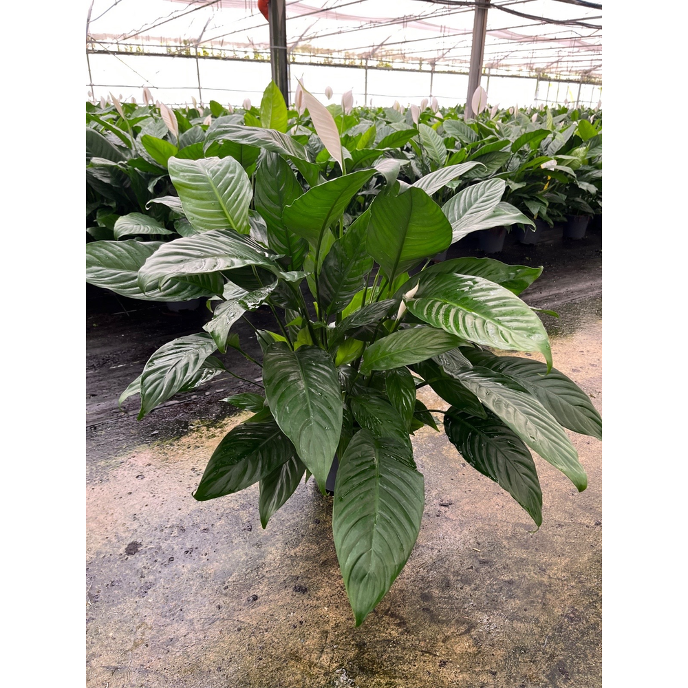 Spathiphyllum Martina P17.