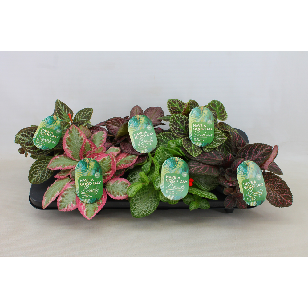 Episcia Cupreata gemengd 12cm.