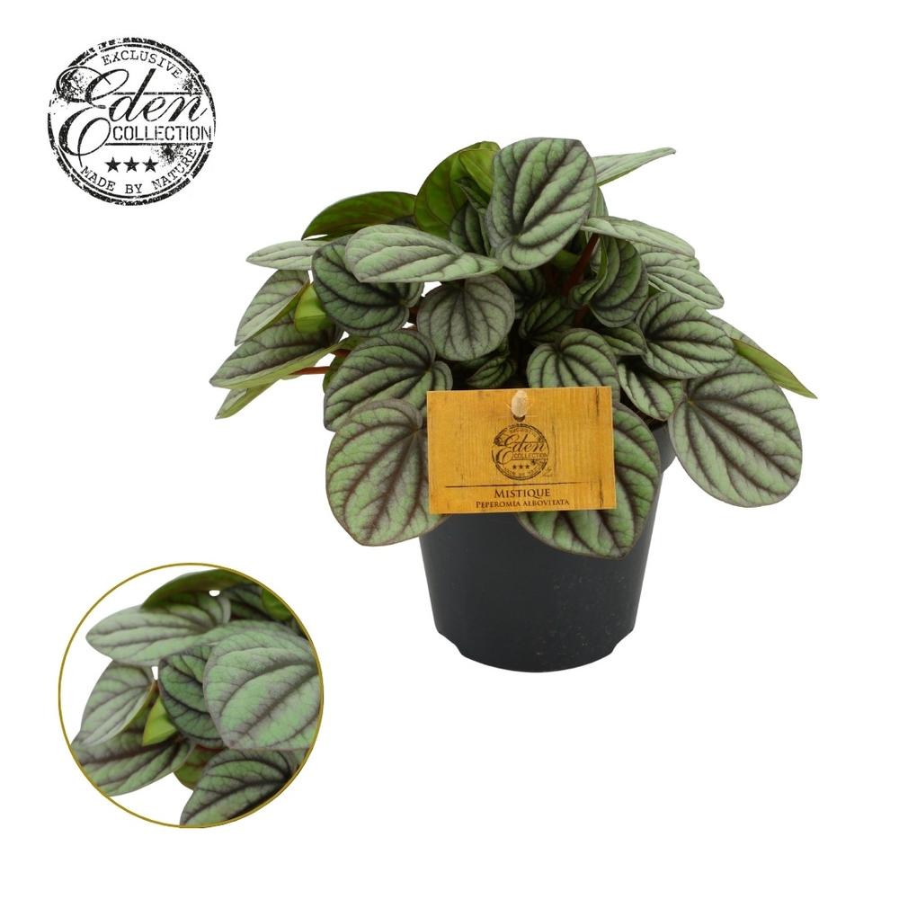 Peperomia Mistique 12cm.