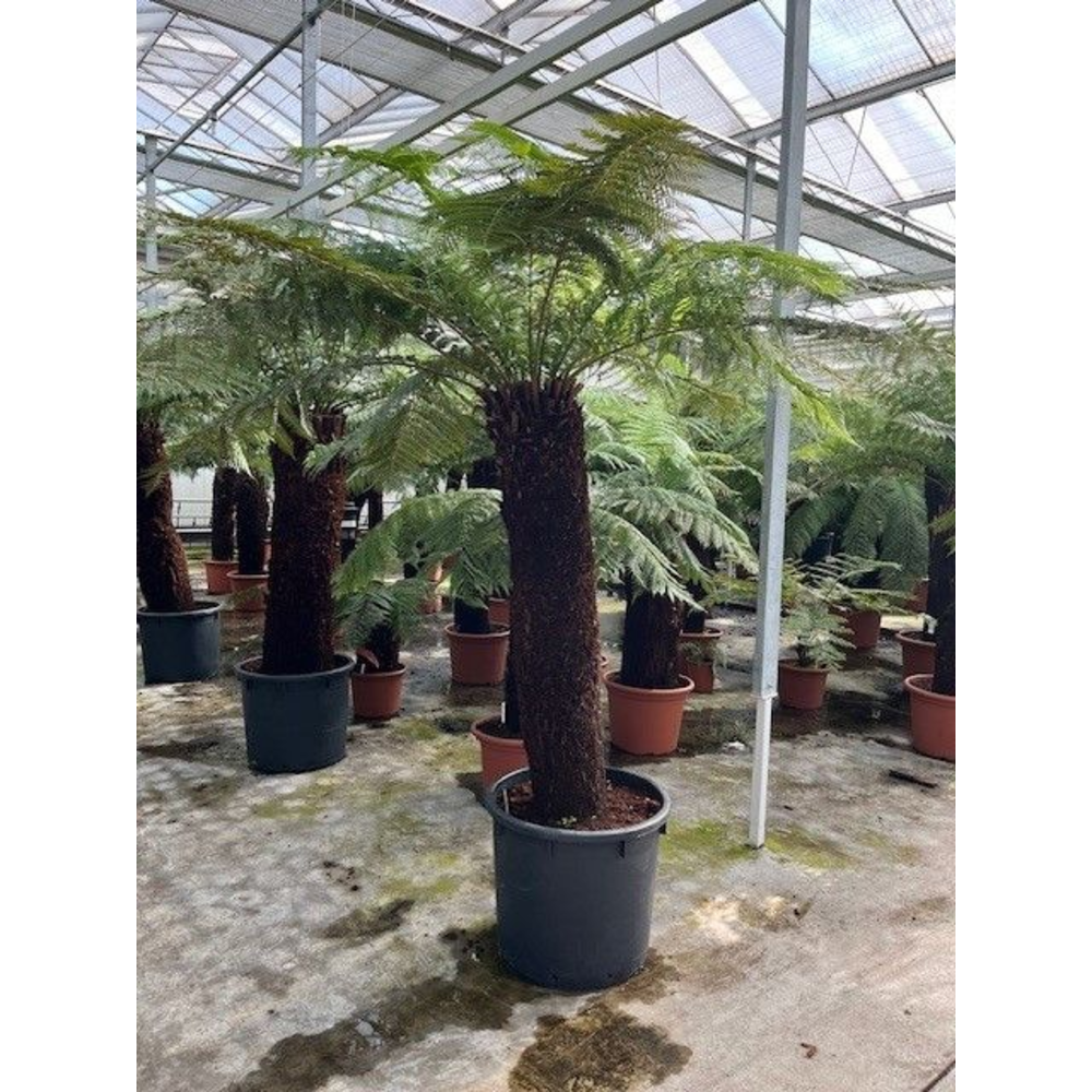 Dicksonia antarctica.