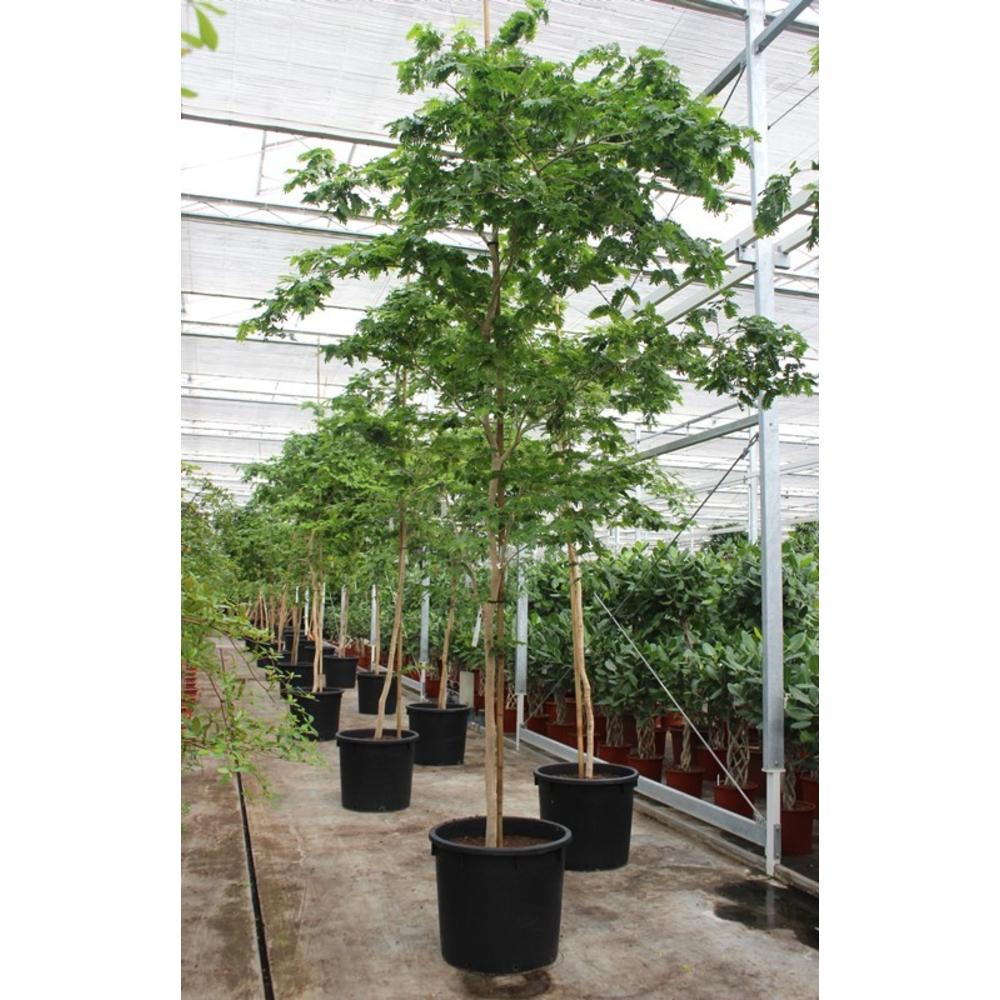 Bulnesia arborea.