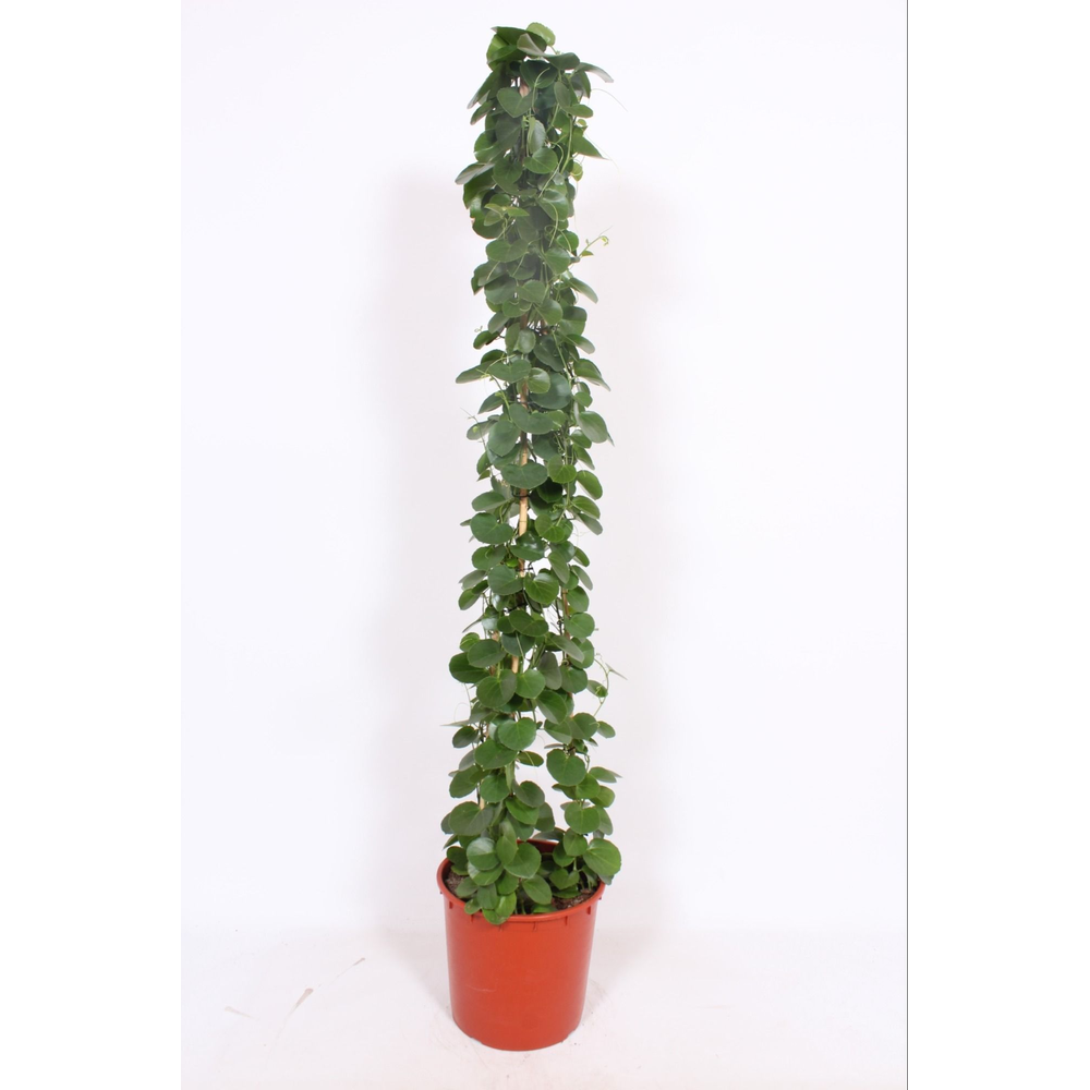 Cissus rotundifolia piramide.