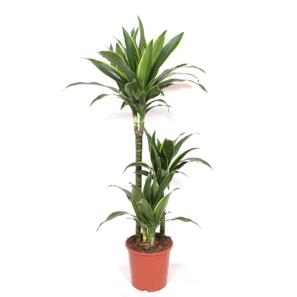 Dracaena Arturo 60-30-15.