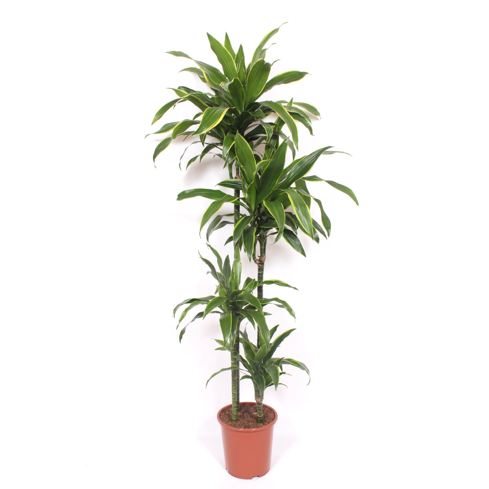 Dracaena Arturo 120-90-60-30.