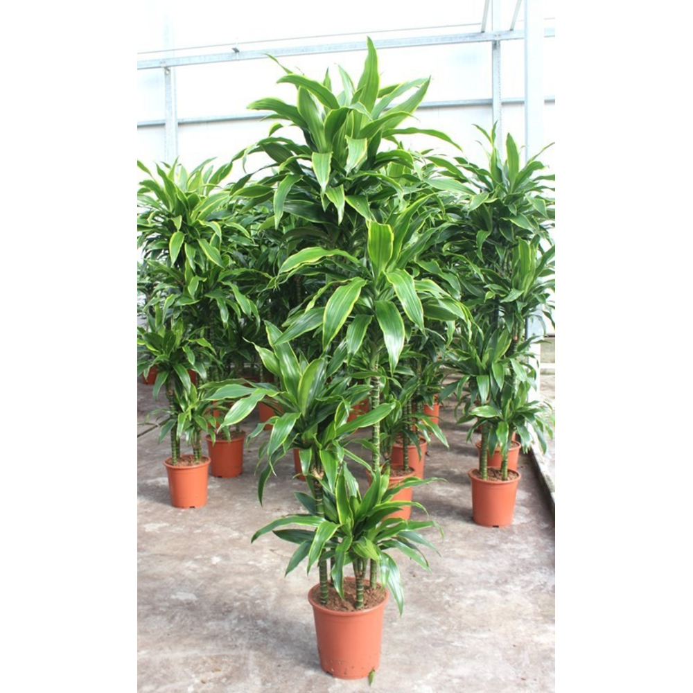 Dracaena Arturo 120-90-60-30.