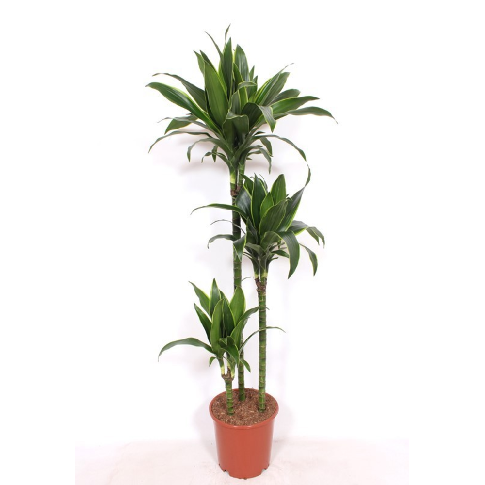 Dracaena Arturo 90-60-30.