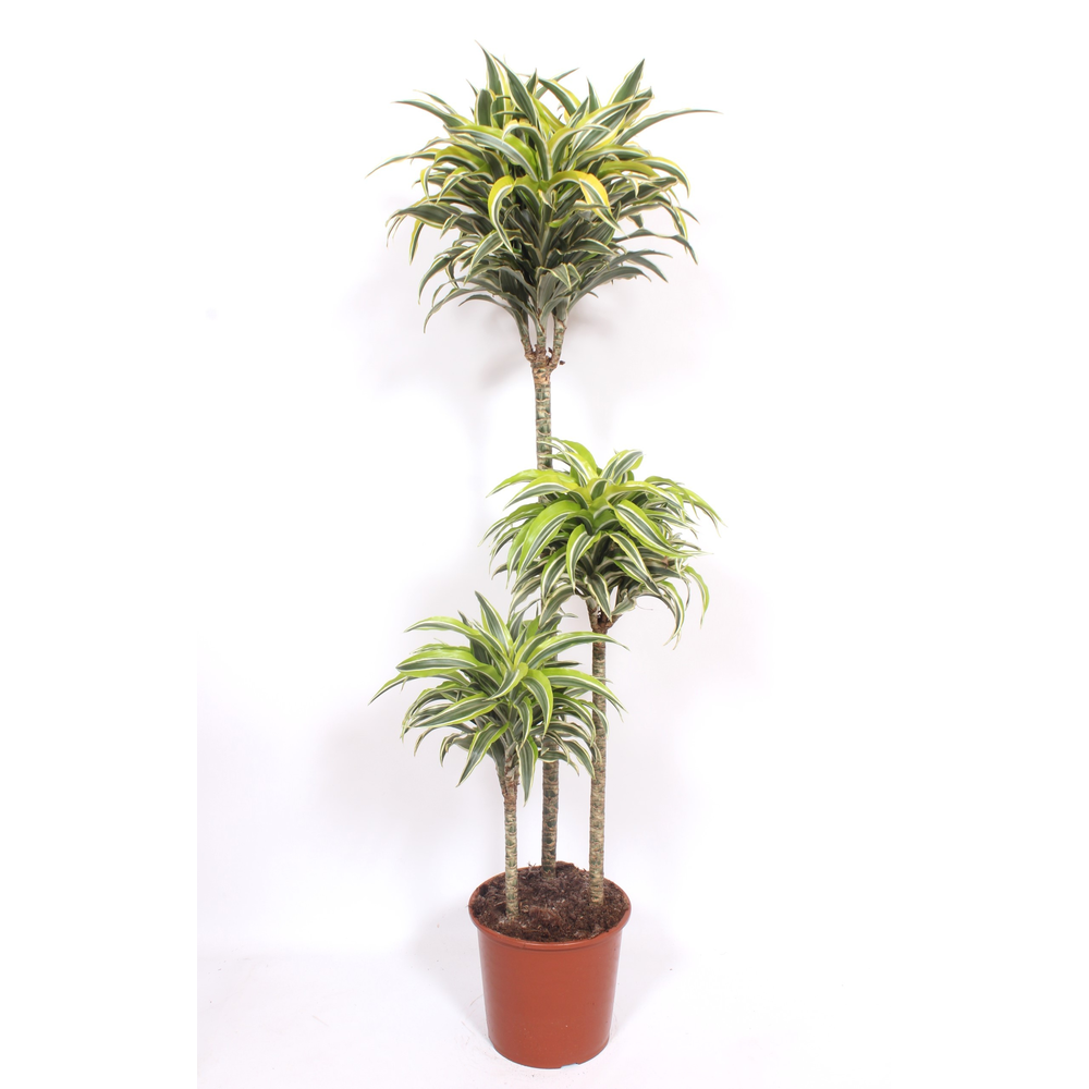Dracaena Surprise 90-60-30.