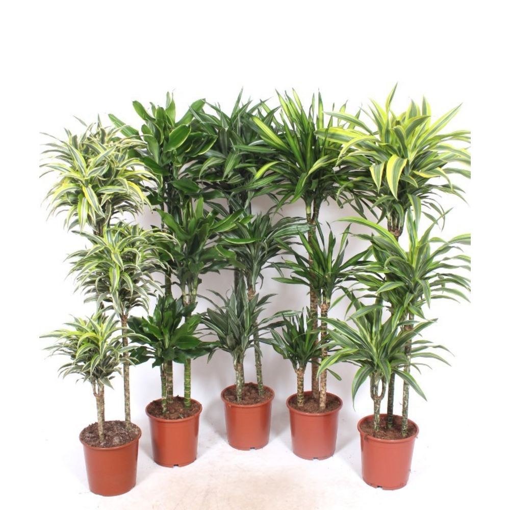 Dracaena fragrans Mixkar 90-60-30.