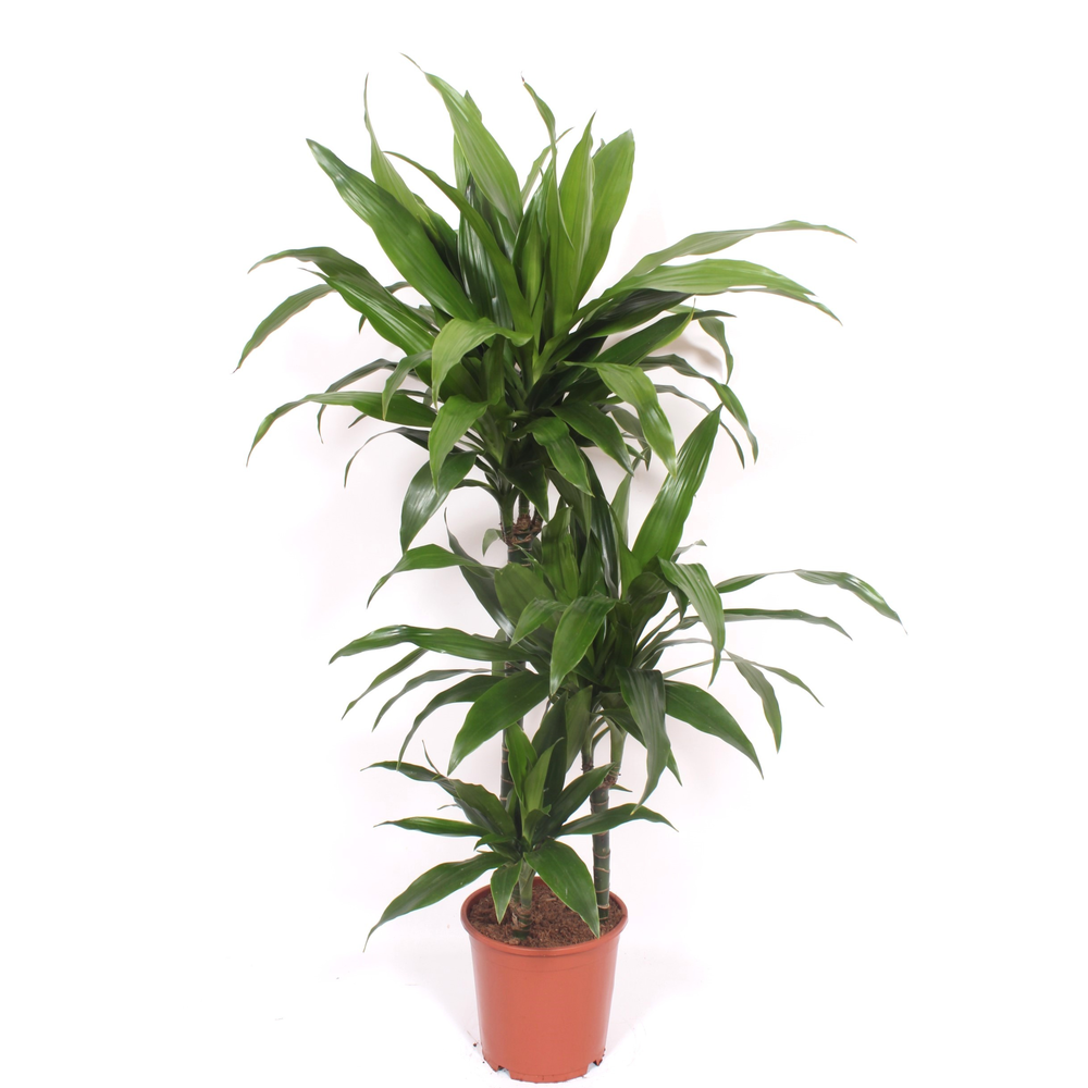 Dracaena Janet Craig 60-30-15.