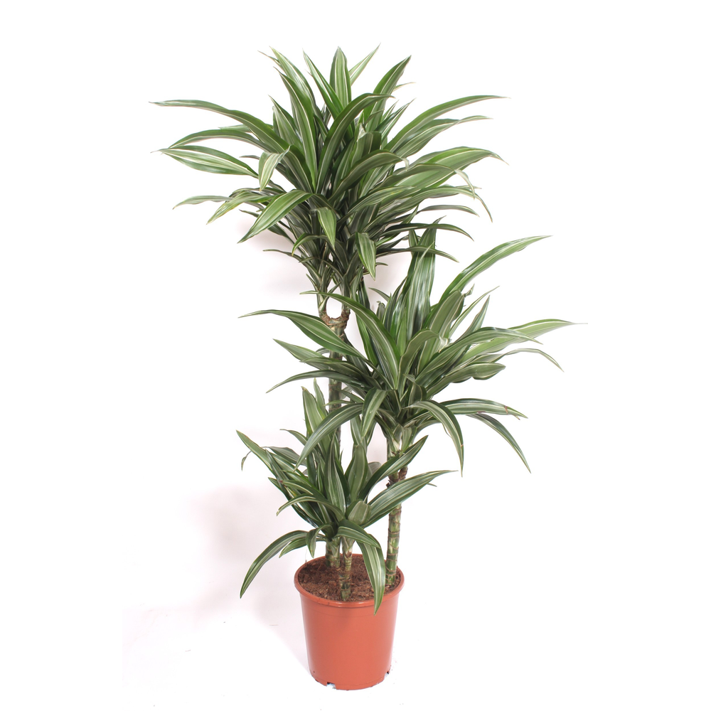 Dracaena Ulises 60-30-15.