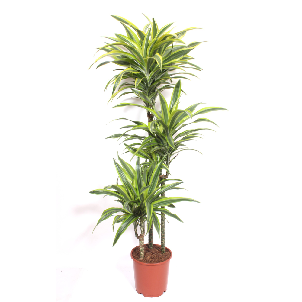Dracaena Lemon Lime 90-60-30.