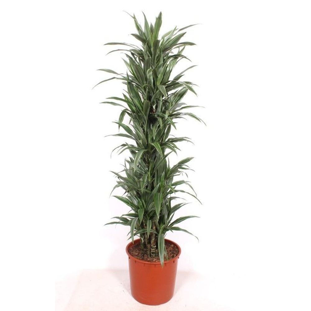Dracaena Warneckei.