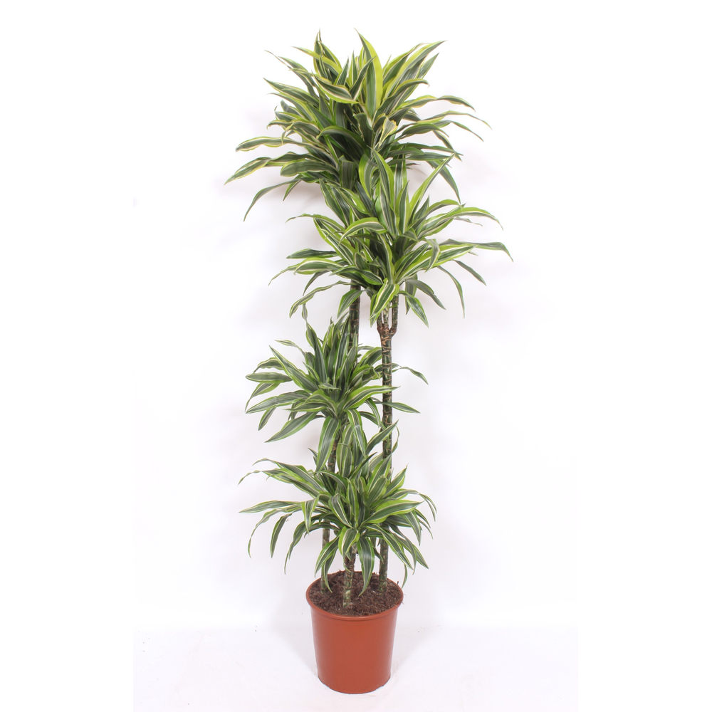 Dracaena Lemon Lime 120-90-60-30.
